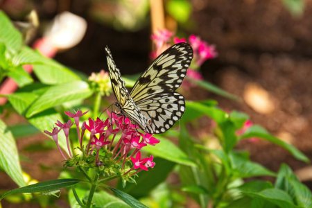 Téléchargez les photos : Papier noir et blanc Papier cerf-volant papillon, Idea leuconoe, sur des fleurs rouges avec des feuilles vertes en arrière-plan. - en image libre de droit