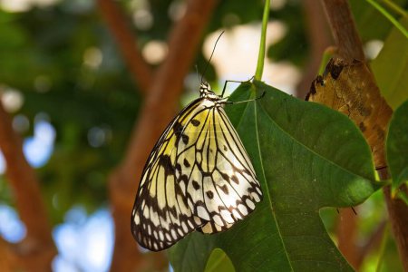 Téléchargez les photos : Paper Cerf-volant, Idea leuconoe, papillon sur une feuille verte avec des feuilles et des branches en arrière-plan. - en image libre de droit