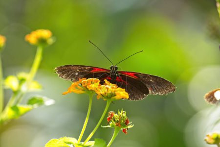 Téléchargez les photos : Un papillon noir et rouge qui vous regarde assis sur une fleur jaune. - en image libre de droit