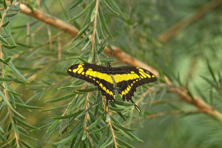 Téléchargez les photos : Un papillon Thoas Swallowtail jaune et noir, Papillio thoas, reposant sur un buisson. - en image libre de droit