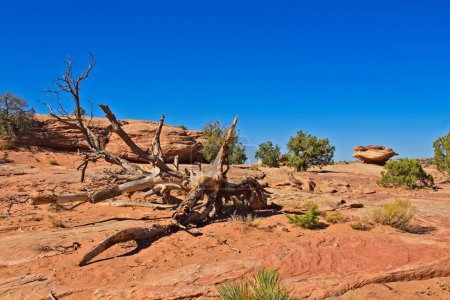 Téléchargez les photos : Un arbre mort à Canyon de Chelle, Arizona. de petits genévriers et des buissons sont autour de l'arbre. - en image libre de droit