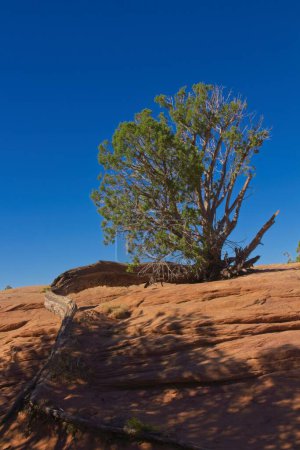 Téléchargez les photos : Genévrier à longue racine descendant les rochers au Canyon de Chelle, Arizona. - en image libre de droit