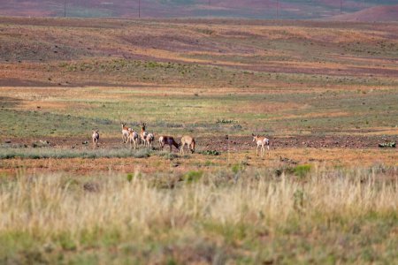 Photo for Herd of Pronghorn, Americana antilocapra, grazing in a field near Prescott, Arizona. - Royalty Free Image