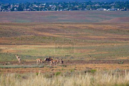 Téléchargez les photos : Troupeau de Pronghorn, Americana antilocapra, pâturage dans un champ près de Prescott, Arizona avec des maisons en arrière-plan. - en image libre de droit