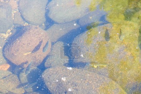 Téléchargez les photos : Gros plan de petits poissons nageant dans un ruisseau avec de grandes roches sous eux. - en image libre de droit