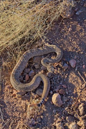 Foto de Serpiente de cascabel Diamondback occidental, Crotalus atrox, Arizona. - Imagen libre de derechos