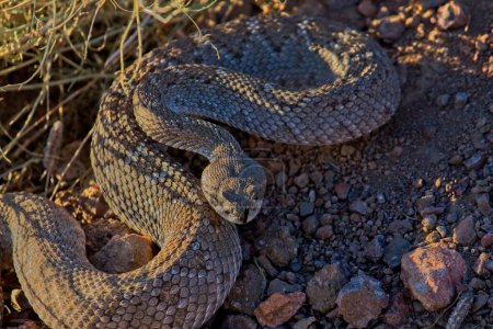 Foto de Serpiente de cascabel Diamondback occidental, atrox de Crotalus, lista para atacar Arizona. - Imagen libre de derechos