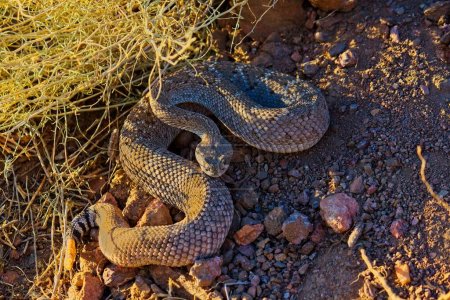 Foto de Serpiente de cascabel Diamondback occidental, atrox de Crotalus, lista para atacar, Arizona. - Imagen libre de derechos