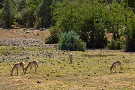 Photo for A herd of Pronghorn, Antilocapra americana, grazing in a meadow in the Granite Dells at Prescott, Arizona. - Royalty Free Image