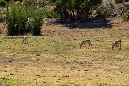 Téléchargez les photos : Un troupeau de Pronghorn, Antilocapra americana, broutant dans une prairie dans les Granite Dells à Prescott, Arizona. - en image libre de droit