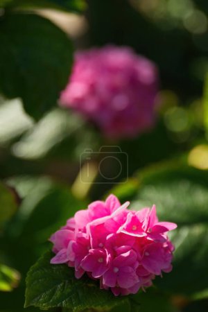 Téléchargez les photos : Fleurs roses sur feuilles vertes dans un jardin. - en image libre de droit