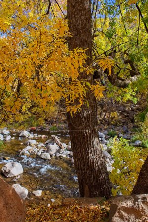 Téléchargez les photos : Arbres jaunes sur la rive du ruisseau Oak avec de l'eau visible derrière les arbres. Canyon Oak Creek, Sedona, Arizona. - en image libre de droit