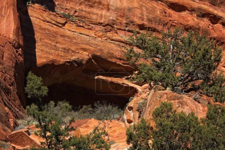 Téléchargez les photos : Gros plan de Fay Canyon Arch, dans les Rochers Rouges de Sedona, Arizona. Genévrier vert poussent au premier plan. - en image libre de droit