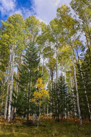 Téléchargez les photos : Yellow aspen and green pine trees in the fall. Snowbowl, Flagstaff, Arizona. Clouds are in the sky. - en image libre de droit