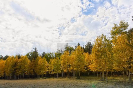 Téléchargez les photos : Un champ avec des trembles jaunes en arrière-plan. Les nuages blancs sont dans un ciel bleu. Snowbowl, Flagstaff, Arizona. - en image libre de droit