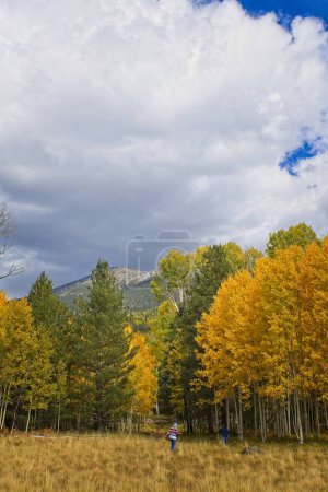 Téléchargez les photos : Peuplier faux-tremble jaune et pins verts à l'automne. Les nuages sont dans un ciel bleu. Les montagnes enneigées sont en arrière-plan. Snowbowl, Flagstaff, Arizona. - en image libre de droit