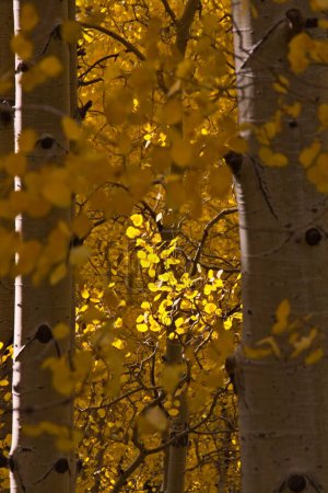 Téléchargez les photos : Closeup of backlit yellow aspen in the fall. Snowbowl, Flagstaff, Arizona. - en image libre de droit