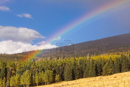 Téléchargez les photos : Peuplier faux-tremble jaune et pins verts à l'automne. Snowbowl, Flagstaff, Arizona. Nuages sont dans le ciel et les montagnes sont en arrière-plan. - en image libre de droit
