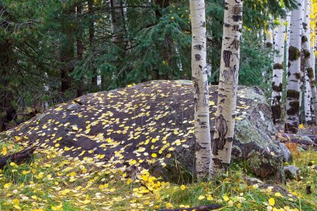 Téléchargez les photos : Boulon dans la forêt couvert de feuilles de peuplier faux-tremble jaune à l'automne. Pins en arrière-plan et tremble au premier plan. Snowbowl, Flagstaff, Arizona. - en image libre de droit