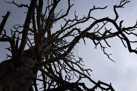 Téléchargez les photos : Levant les yeux vers un grand pin ponderosa mort, Pinus ponderosa, avec un ciel gris en arrière-plan. Flagstaff, Arizona. - en image libre de droit