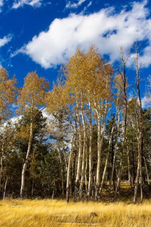 Téléchargez les photos : Des trembles jaunes et des pins verts dans un champ avec des nuages blancs dans un ciel bleu vif. Flagstaff, Arizona. - en image libre de droit