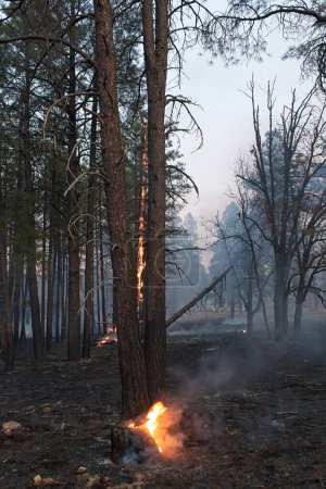 Téléchargez les photos : Un arbre brûle dans une forêt remplie de fumée près de Flagstaff, Arizona. - en image libre de droit