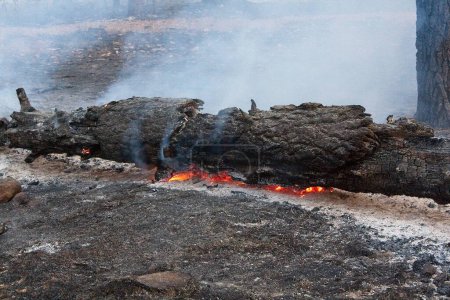 Téléchargez les photos : Un arbre tombé brûle dans un feu de forêt près de Flagstaff, Arizona. - en image libre de droit