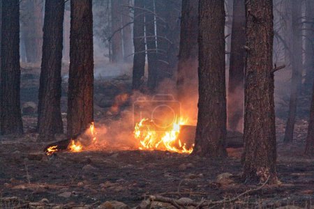 Téléchargez les photos : Un tronc tombé brûle sur le sol de la forêt dans un feu de forêt près de Flagstaff, Arizona. - en image libre de droit