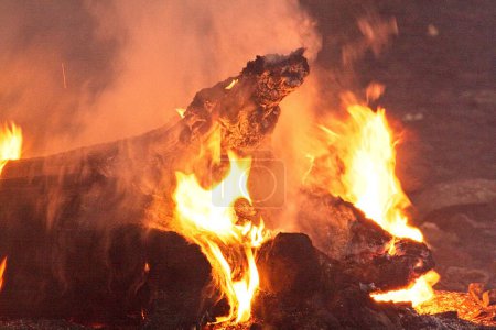 Téléchargez les photos : Un tronc tombé brûle sur le sol de la forêt dans un feu de forêt près de Flagstaff, Arizona. - en image libre de droit