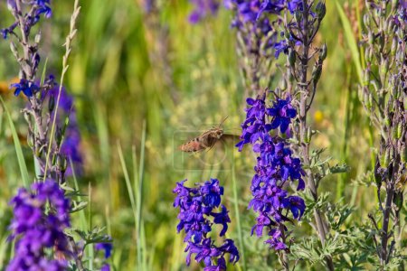 Téléchargez les photos : Un papillon colibri, Hyles lineata, se nourrissant de lupin argenté vif, Lupinus argenteus. - en image libre de droit