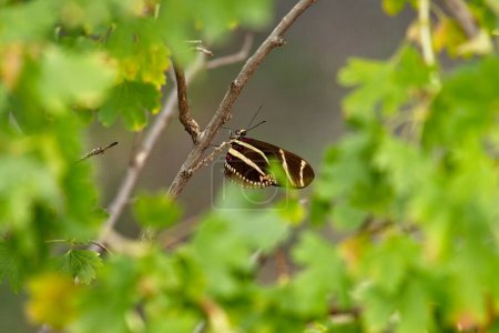 Téléchargez les photos : Gros plan d'un papillon à ailes longues, Heliconius charitonius, entouré d'un feuillage vert. - en image libre de droit