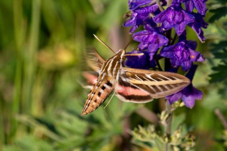 Téléchargez les photos : Gros plan d'un papillon colibri, Hyles lineata, se nourrissant de lupin argenté vif, Lupinus argenteus. - en image libre de droit