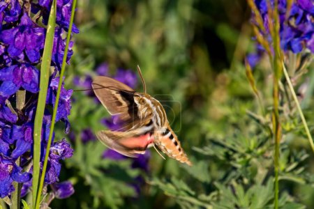 Téléchargez les photos : Gros plan d'un papillon colibri, Hyles lineata, se nourrissant de lupin argenté vif, Lupinus argenteus. - en image libre de droit