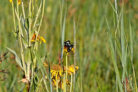 Téléchargez les photos : Moths volants de la Journée Blanche Noire, Gnophaela latipennis, se nourrissant de fleurs jaunes. - en image libre de droit
