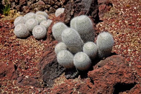 Téléchargez les photos : Gros plan de cactus blanc poussant dans des roches rouges. The Huntington Library, Art Museum, and Botanical Gardens, San Marino (Californie). - en image libre de droit