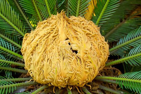 Foto de Flor de palma de sago Cycas revoluta en La Brea Tar Pits, Los Ángeles, California. Dominó el paisaje en la era Mesozoica. - Imagen libre de derechos
