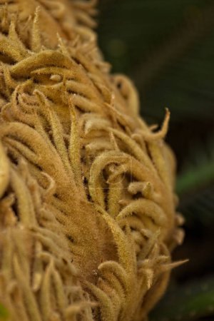 Foto de Flor de palma de sago Cycas revoluta en La Brea Tar Pits, Los Ángeles, California. Dominó el paisaje en la era Mesozoica. - Imagen libre de derechos