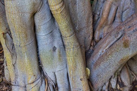 Foto de Primer plano de un extraño y detallado tronco de árbol, La Brea Tar Pits, Los Ángeles, California. - Imagen libre de derechos