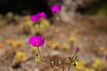 Téléchargez les photos : Fleurs violettes vives. The Huntington Library, Art Museum and Botanical Gardens, Saint-Marin, Californie. - en image libre de droit