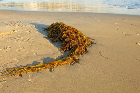 Téléchargez les photos : Bouquet d'algues sur une plage de sable avec des empreintes de pas dans le sable et des vagues en arrière-plan. Laguna Beach, Californie. - en image libre de droit