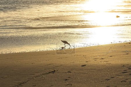 Téléchargez les photos : Oiseau de rivage à la plage avec des vagues et de l'eau en arrière-plan. Laguna Beach, Californie. - en image libre de droit