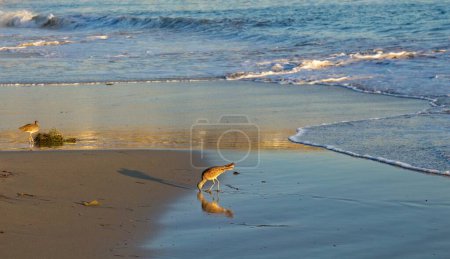 Téléchargez les photos : Oiseaux de rivage se nourrissant à la plage avec des vagues et de l'eau en arrière-plan. Laguna Beach, Californie. - en image libre de droit