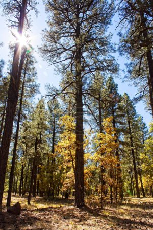 Téléchargez les photos : Le soleil brillait derrière un pin avec d'autres pins et des trembles jaunes dans la forêt. Williams, Arizona. - en image libre de droit