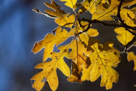 Téléchargez les photos : Gros plan de feuilles de chêne jaune rétro-éclairé à l'automne, Williams, Arizona. - en image libre de droit