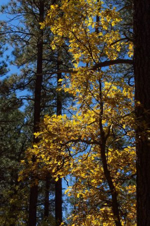Téléchargez les photos : Gros plan de feuilles de chêne jaune rétro-éclairé à l'automne, avec des pins en arrière-plan, Williams, Arizona. - en image libre de droit