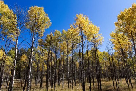 Téléchargez les photos : Un bosquet de trembles jaunes à l'automne, Williams, Arizona. Un ciel bleu est en arrière-plan. - en image libre de droit
