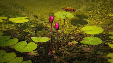 Téléchargez les photos : A pond with lily pads and red flowers at at the Huntington Library and Gardens, San Marino, California - en image libre de droit