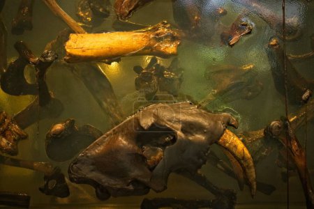 Téléchargez les photos : Prehistoric bones and the skull of saber-tooth cat, Smilodon fatalis, in a block of resin at the La Brea Tar Pits, Los Angeles, California. - en image libre de droit