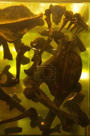Téléchargez les photos : Prehistoric bones floating in a block of resin at the La Brea Tar Pits, Los Angeles, California - en image libre de droit