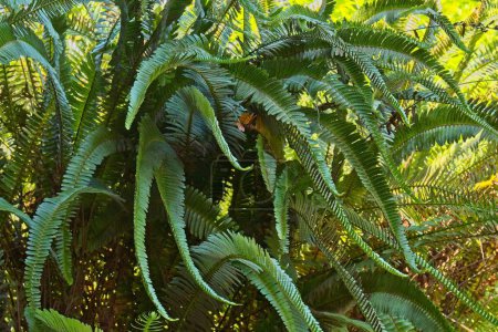 Téléchargez les photos : A large fern growing in front of other ferns at the La Brea Tar Pits, Los Angeles, California. - en image libre de droit